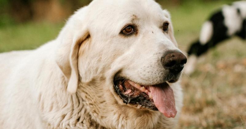 A kutyák kiszáradásának korai jelei - 7 figyelmeztető jel, ami a hőguta közeledtét jelzi

A kutyák hőguta elleni védelme érdekében elengedhetetlen, hogy tisztában legyünk a kiszáradás korai tüneteivel. Íme hét figyelmeztető jel, ami arra utalhat, hogy ked