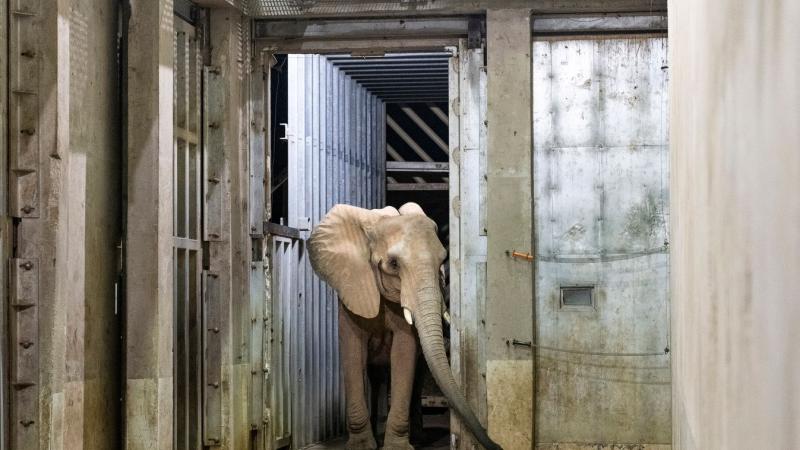Kétezer kilométert tett meg az afrikai elefánt, mire megérkezett a Nyíregyházi Állatpark varázslatos világába.