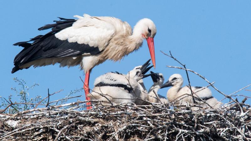 Különleges szeretetteljes fogadtatásban részesülnek Baranyában – a gólya, a mi kedves madarunk.