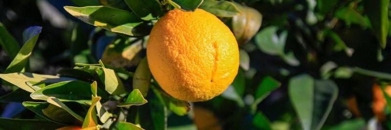 Citrusfák gondozása: Így teremtsük meg számukra a tökéletes cserépben való életet!