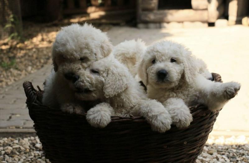 Sokan tévesen hiszik, hogy a komondor szőrének ápolása extra munkát igényel. Ezzel kapcsolatban egy tenyésztővel folytatott beszélgetésünk során érdekes információkat osztott meg velünk.