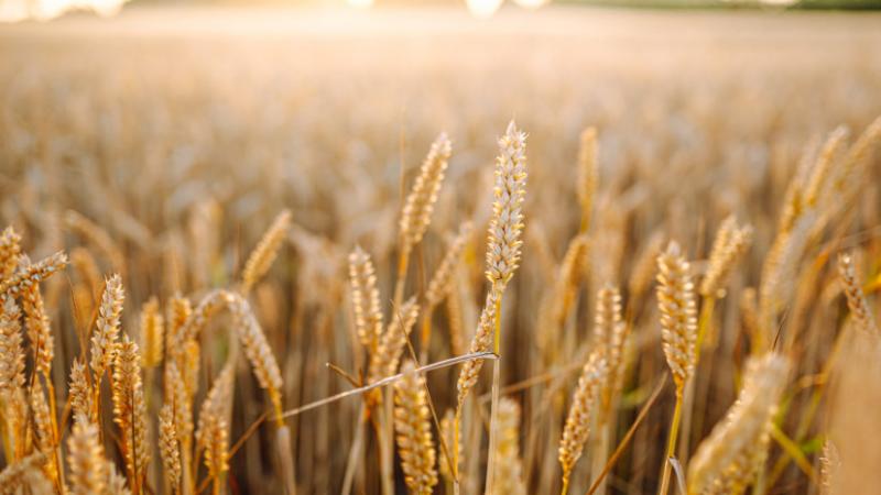 Oroszország egy olyan lépésre készül, amely gyökeresen átalakíthatja a globális helyzetet - Agrárszektor.