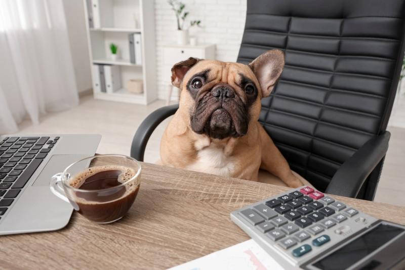 A pályakezdők számára az extra szabadnapok és bónuszok mellett a home office lehetősége kiemelkedően fontos. Ez a rugalmasság lehetővé teszi számukra, hogy egyensúlyt találjanak a munka és a magánélet között, miközben kényelmes környezetben dolgozhatnak. 