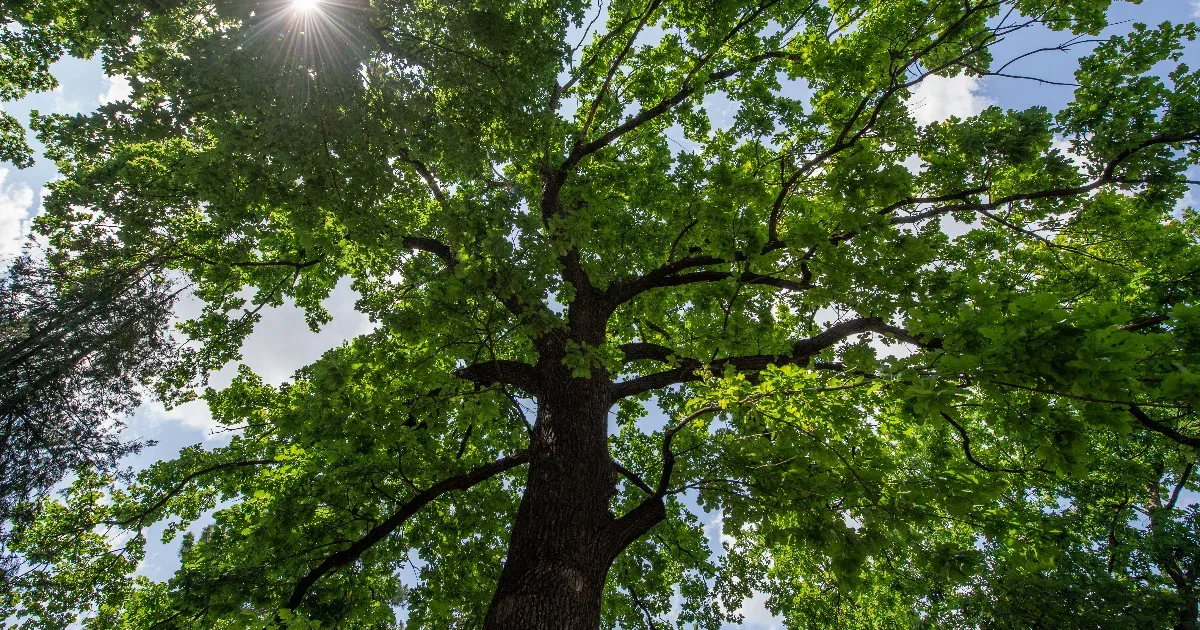 Hajdú-Bihar megye igazi gyöngyszemei a híres Hitler-tölgyek, amelyekből napjainkban már csak néhány található a Földön. Ezek az impozáns fák nem csupán a természet csodái, hanem a régió történelmének és örökségének fontos részei is. 